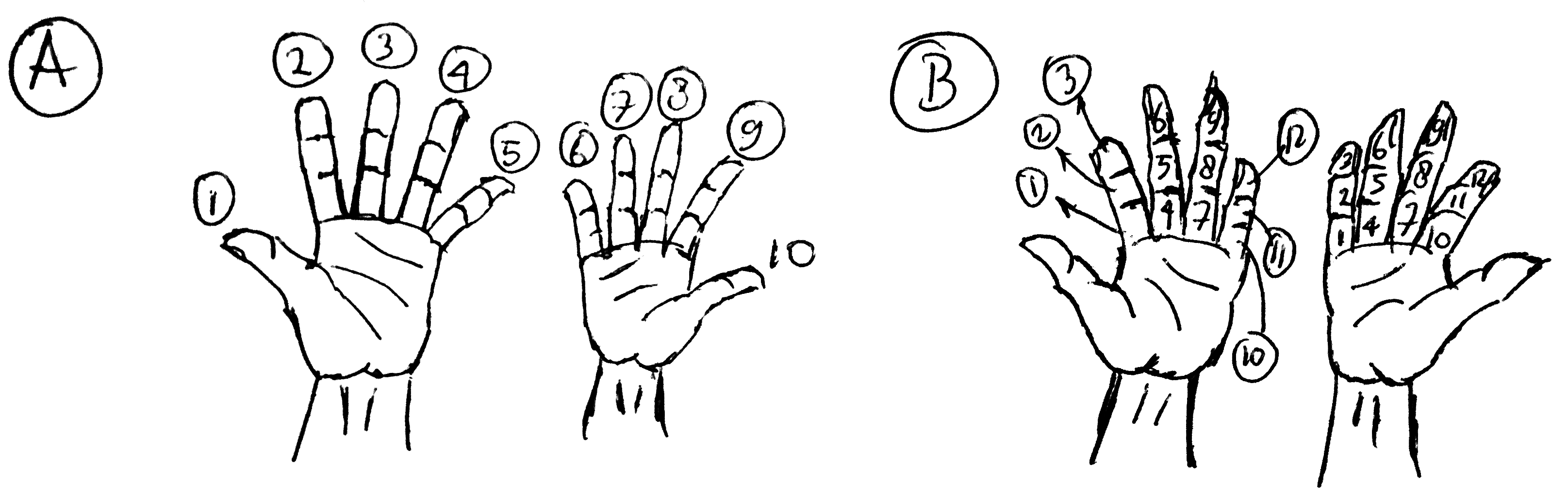 Ada tiga buku pada satu jari jadi menggunakan empat jari selain jempol pada sebelah tangan kita bisa berhitung hingga 12 Dengan menggunakan kedua tangan